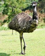 emu olaj anti aging előnyei)
